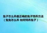 兔子怎么养最正确的兔子饲养方法（兔兔怎么养 如何饲养兔子）