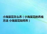 小海棠花怎么养（小海棠花的养殖方法 小海棠花如何养）