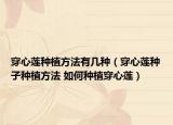 穿心莲种植方法有几种（穿心莲种子种植方法 如何种植穿心莲）