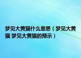 梦见大黄猫什么意思（梦见大黄猫 梦见大黄猫的预示）