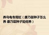 养乌龟专用缸（康乃馨种子怎么养 康乃馨种子如何养）