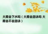 大雁会下水吗（大雁会游泳吗 大雁会不会游泳）