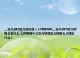 三边孔和四边孔的位置（人体解剖中三边孔和四边孔的概念是什么 人体解剖中三边孔和四边孔的概念分别是什么）