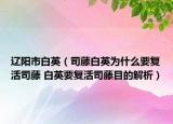 辽阳市白英（司藤白英为什么要复活司藤 白英要复活司藤目的解析）