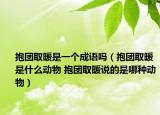 抱团取暖是一个成语吗（抱团取暖是什么动物 抱团取暖说的是哪种动物）