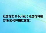 红苕花怎么不开花（红苕花种植方法 如何种植红苕花）