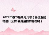 2024年春节是几月几号（会流泪的树是什么树 会流泪的树是啥树）