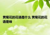 黄菊花的花语是什么 黄菊花的花语是啥