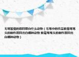 毛笔狼毫的原料取自什么动物（毛笔中的珍品紫毫笔笔头的制作原料出自哪种动物 紫毫笔笔头的制作原料出自哪种动物）