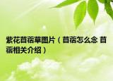 紫花苜蓿草图片（苜蓿怎么念 苜蓿相关介绍）