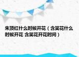 朱顶红什么时候开花（含笑花什么时候开花 含笑花开花时间）