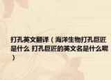 打孔英文翻译（海洋生物打孔巨匠是什么 打孔巨匠的英文名是什么呢）