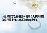 人参果树怎么种植技术视频（人参果树苗怎么种植 种植人参果树苗的技巧）