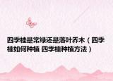 四季桂是常绿还是落叶乔木（四季桂如何种植 四季桂种植方法）
