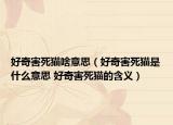 好奇害死猫啥意思（好奇害死猫是什么意思 好奇害死猫的含义）