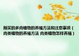 刚买的多肉植物的养殖方法和注意事项（肉类植物的养殖方法 肉类植物怎样养殖）