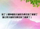 地丁（哪种植物又被称为黄花地丁婆婆丁 蒲公英又被称为黄花地丁婆婆丁）