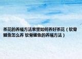 茶花的养殖方法家里如何养好茶花（软骨鲫鱼怎么养 软骨鲫鱼的养殖方法）