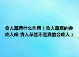 食人草有什么作用（食人草真的会吃人吗 食人草是不是真的会吃人）