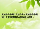 风滚草在中国什么地方有（风滚草在中国叫什么草 风滚草在中国叫什么名字）