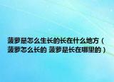 菠萝是怎么生长的长在什么地方（菠萝怎么长的 菠萝是长在哪里的）