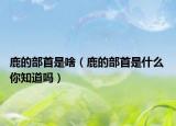 鹿的部首是啥（鹿的部首是什么 你知道吗）