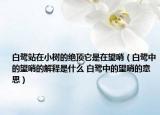 白鹭站在小树的绝顶它是在望哨（白鹭中的望哨的解释是什么 白鹭中的望哨的意思）