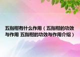 五指柑有什么作用（五指柑的功效与作用 五指柑的功效与作用介绍）