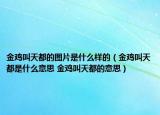 金鸡叫天都的图片是什么样的（金鸡叫天都是什么意思 金鸡叫天都的意思）