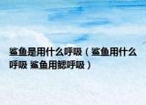 鲨鱼是用什么呼吸（鲨鱼用什么呼吸 鲨鱼用鳃呼吸）