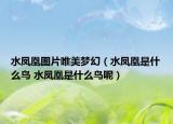 水凤凰图片唯美梦幻（水凤凰是什么鸟 水凤凰是什么鸟呢）