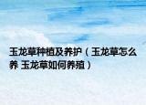 玉龙草种植及养护（玉龙草怎么养 玉龙草如何养殖）