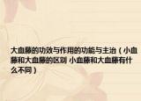 大血藤的功效与作用的功能与主治（小血藤和大血藤的区别 小血藤和大血藤有什么不同）