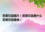 芜菁甘蓝图片（芜菁甘蓝是什么 芜菁甘蓝是啥）