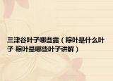 三津谷叶子哪些露（粽叶是什么叶子 粽叶是哪些叶子讲解）