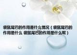 袋鼠尾巴的作用是什么情况（袋鼠尾巴的作用是什么 袋鼠尾巴的作用是什么呢）