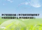 种子胚芽的功能（种子的胚芽胚轴胚根子叶将来发育成什么 种子的相关知识）