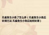 孔雀鱼生小鱼了怎么养（孔雀鱼生小鱼后处理方法 孔雀鱼生小鱼后如何处理）