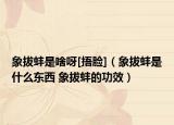 象拔蚌是啥呀[捂脸]（象拔蚌是什么东西 象拔蚌的功效）
