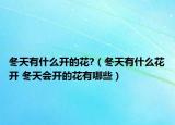 冬天有什么开的花?（冬天有什么花开 冬天会开的花有哪些）