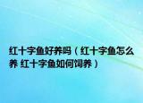 红十字鱼好养吗（红十字鱼怎么养 红十字鱼如何饲养）