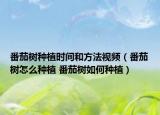 番茄树种植时间和方法视频（番茄树怎么种植 番茄树如何种植）