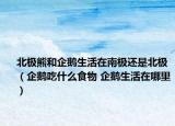 北极熊和企鹅生活在南极还是北极（企鹅吃什么食物 企鹅生活在哪里）