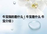 牛宝指的是什么（牛宝是什么 牛宝介绍）