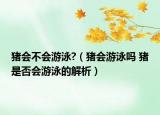 猪会不会游泳?（猪会游泳吗 猪是否会游泳的解析）