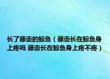 长了藤壶的鲸鱼（藤壶长在鲸鱼身上疼吗 藤壶长在鲸鱼身上疼不疼）