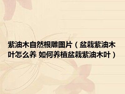 紫油木自然根雕图片（盆栽紫油木叶怎么养 如何养植盆栽紫油木叶）