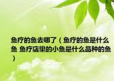 鱼疗的鱼去哪了（鱼疗的鱼是什么鱼 鱼疗店里的小鱼是什么品种的鱼）