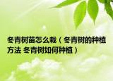 冬青树苗怎么栽（冬青树的种植方法 冬青树如何种植）