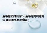 金毛狗如何训练?（金毛狗狗训练方法 如何训练金毛狗呢）